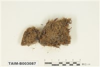 藏品(曲尾苔科)的圖片